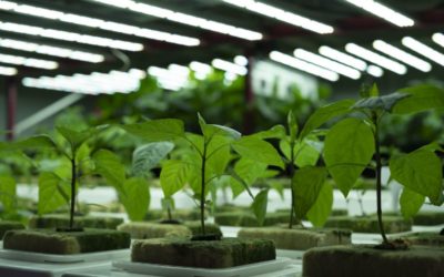 7 points to make indoor vertical farming profitable