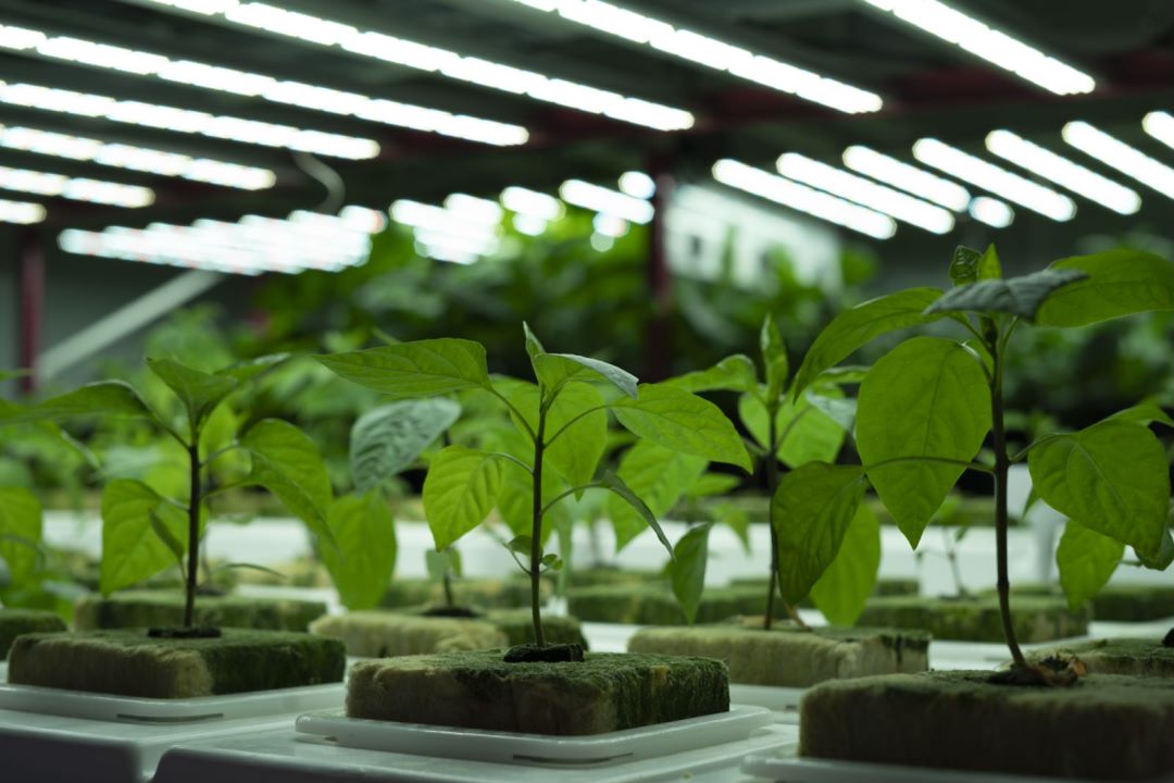 7 points to make indoor vertical farming profitable Reinfa