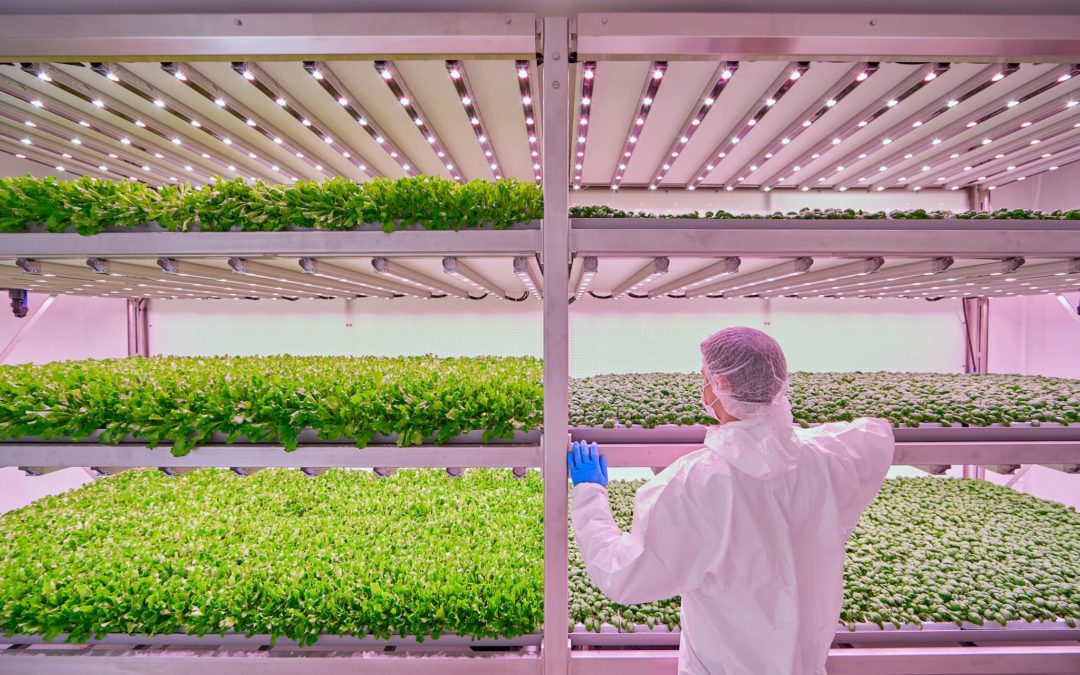 Why a Custom Vertical Grow System Can Maximize the Profitability of Indoor Farming Operations