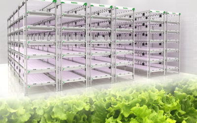 Reinfa’s FarmHydro: The Best Vertical Hydroponic System for Commercial Lettuce Growers