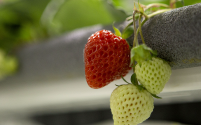FarmDrip S: Doing Strawberry Vertical Farming with Precision and Ease