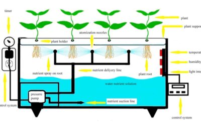 What is Aeroponic and Why It is the Best Cultivation System
