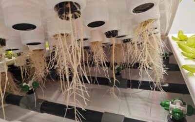 Why Aeroponics Shows Nutrient Deficiencies More Easily
